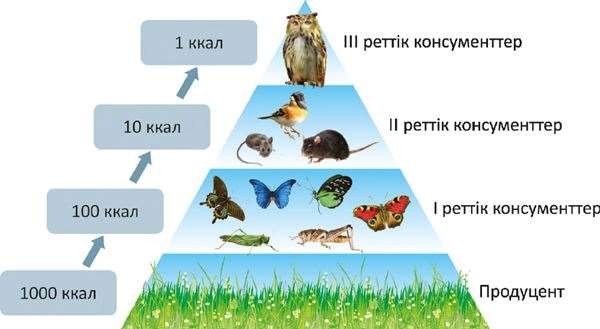 Қоректену тізбегі тех карта