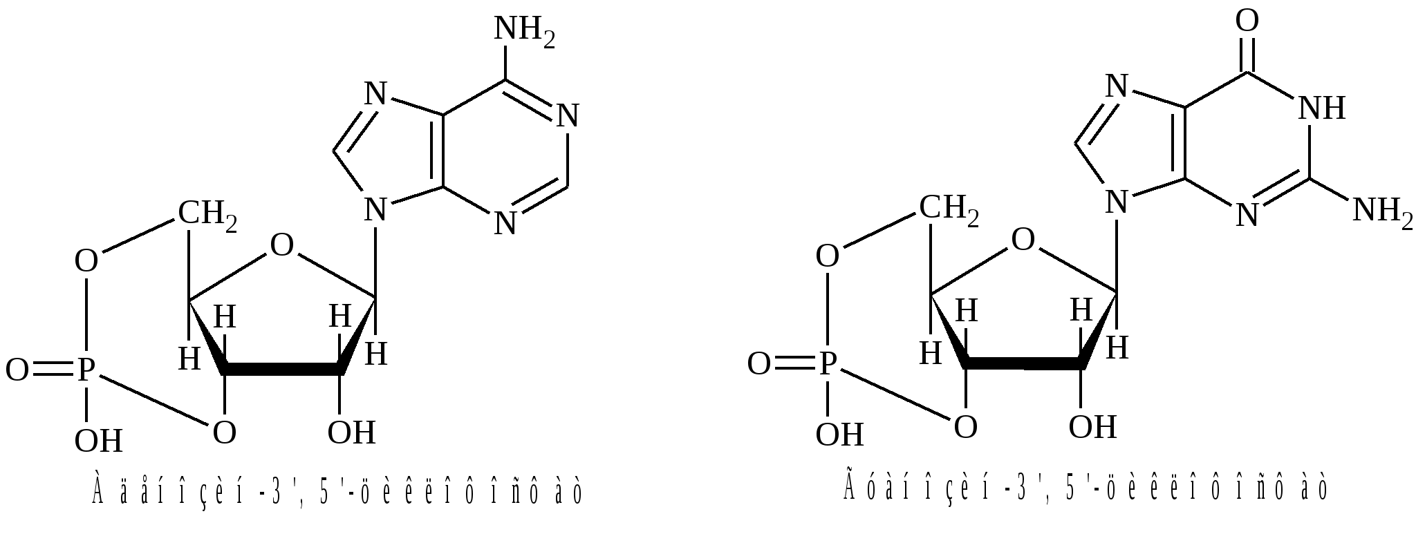 003 05. Дезоксигуанозин 3 5 циклофосфат. Аденозин 3 5 циклофосфат формула. Гидролиз тимидин 3-5 циклофосфата. Аденозин-3’,5’-циклофосфата..