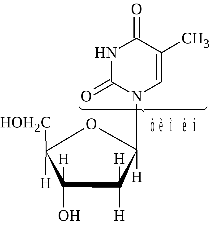 Концы нуклеиновых кислот