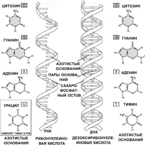 Нуклеиновые кислоты рисунок