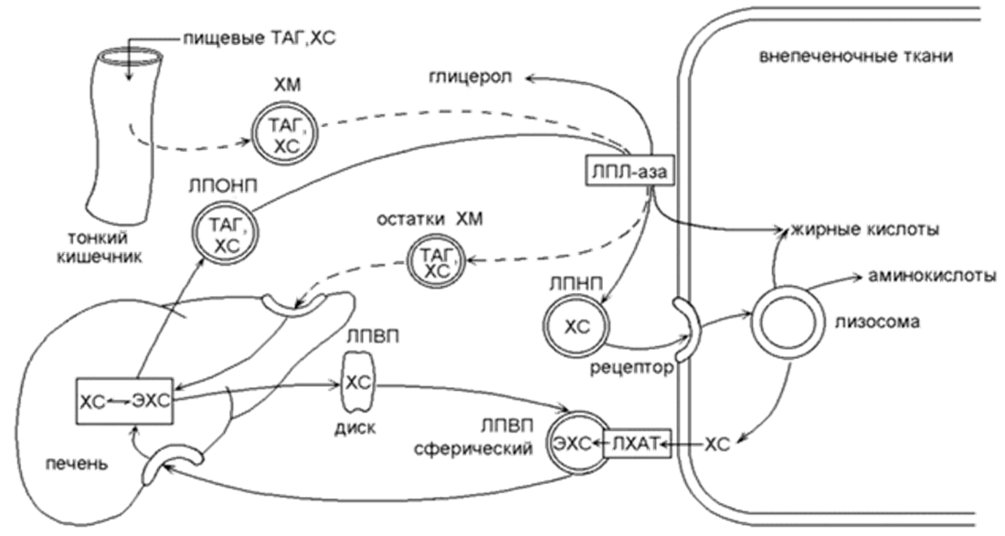 Схема метаболизма липопротеинов. Обмен липопротеинов биохимия схема. Схема метаболизма липопротеидов. Пути прямого и обратного транспорта холестерола схема.