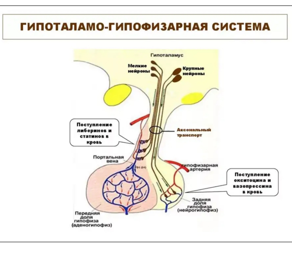 Гипофиз кровеносная система. Схема строения гипоталамо гипофизарной системы. Гипоталамо гипофизарная система эндокринной железы. Схема строения гипоталамо гипофизарной нейросекреторной системы. Гипоталамо гипофизарная система является.