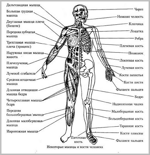 Двигательная система человека 4 класс. Строение опорно-двигательной системы человека (мышечная система).. Схема строения опорно двигательной системы. Опорно-двигательная система человека строение костей. Опорно двигательная система мышцы человека анатомия.
