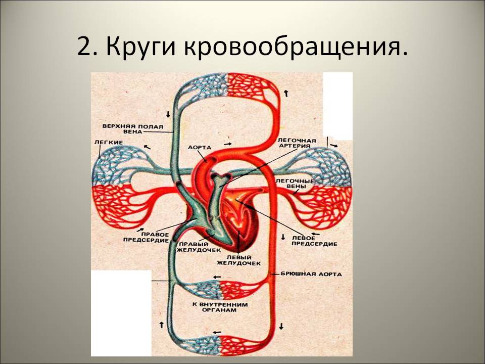 У кого два кровообращения. Большой и малый круги кровообращения у человека анатомия. Малый круг кровообращения анатомия человека. Малый и большой круг кровообращения человека схема анатомия. Схема малого круга кровообращения.