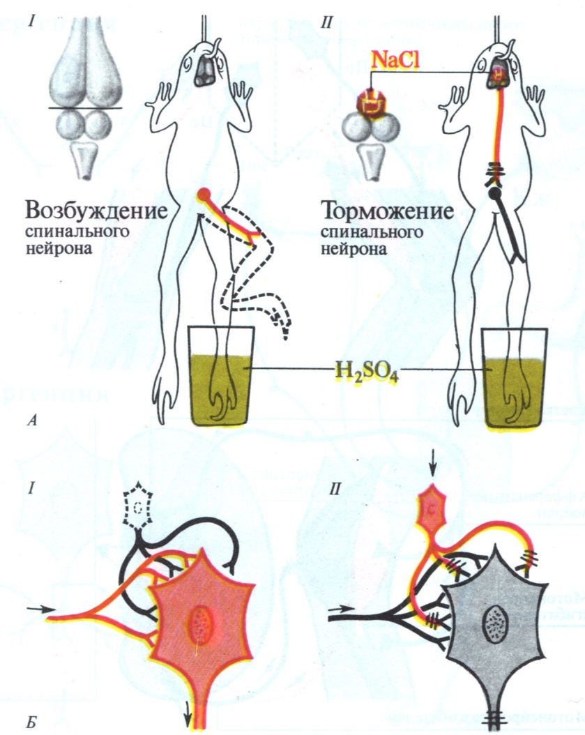 Сеченовское торможение схема