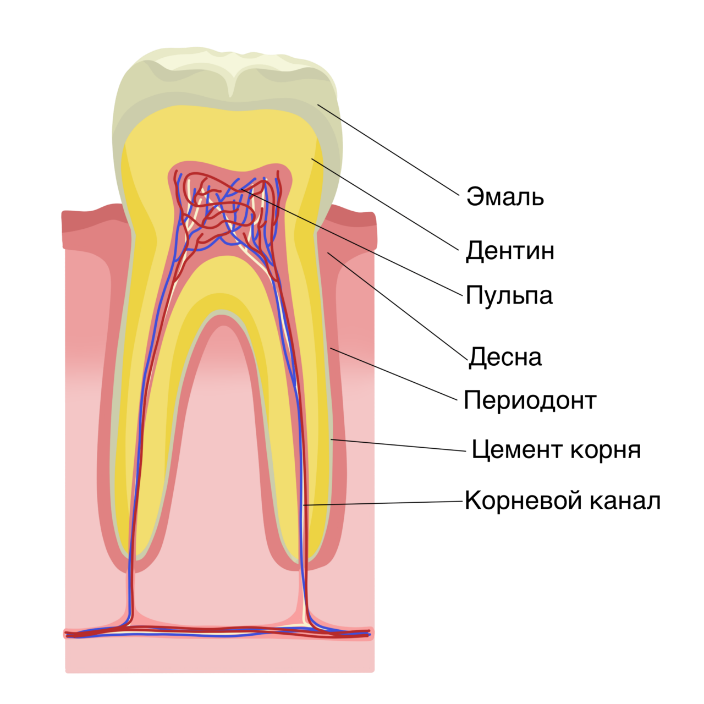 Строение зуба. Строение зуба анатомия. Строение зуба человека. Внутреннее строение зуба.