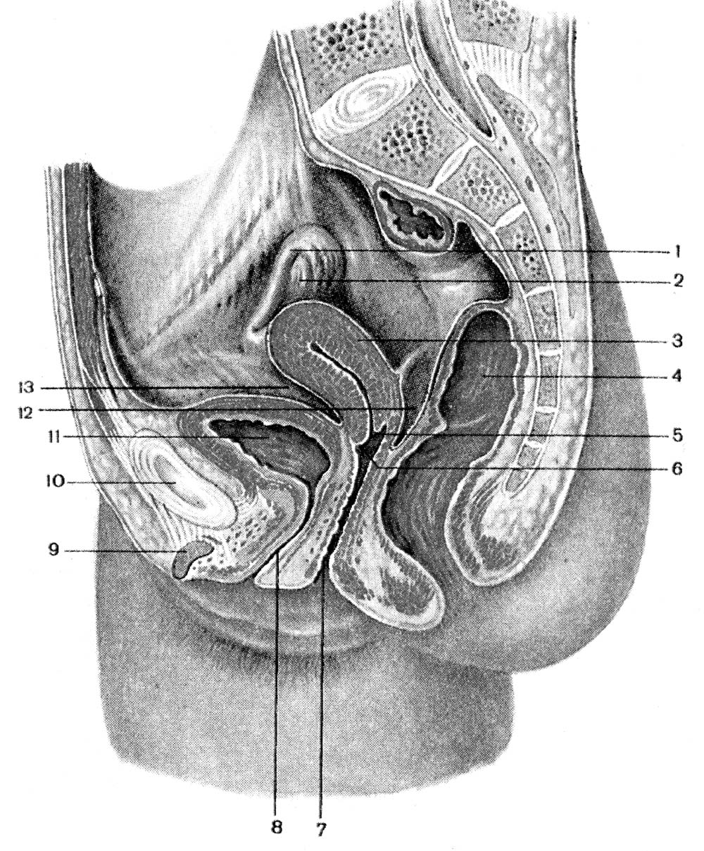 анатомия мужского анала фото 108
