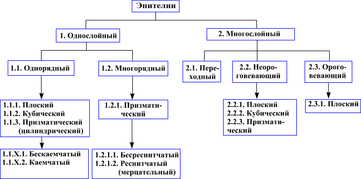 картинки по запросу классификация тканей схема