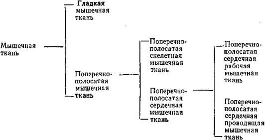 картинки по запросу классификация мышечных тканей схема