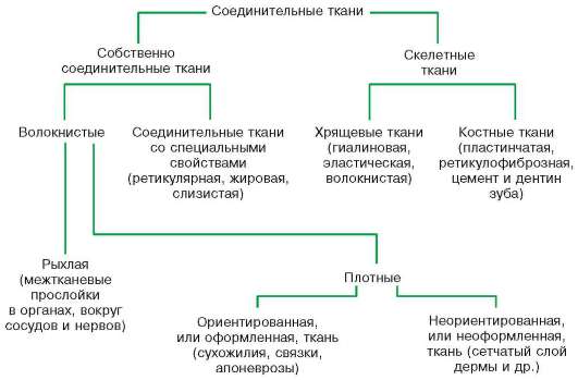 картинки по запросу классификация соединительных тканей схема