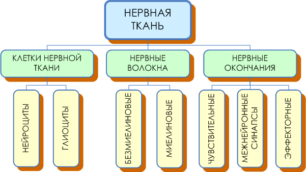 картинки по запросу классификация нервная ткань тканей схема