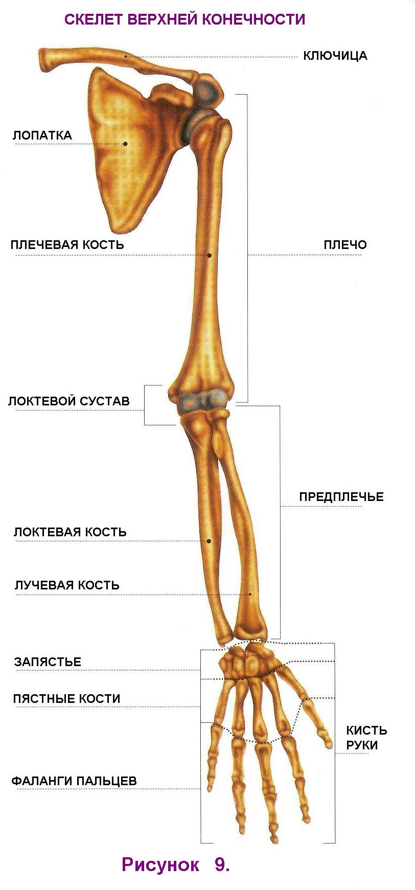 7 скелет конечностей. Скелет верхней конечности плечевая кость. Остеология кости верхней конечности. Кости пояса верхней конечности плечевая и лучевая. Плечевая кость и предплечье.
