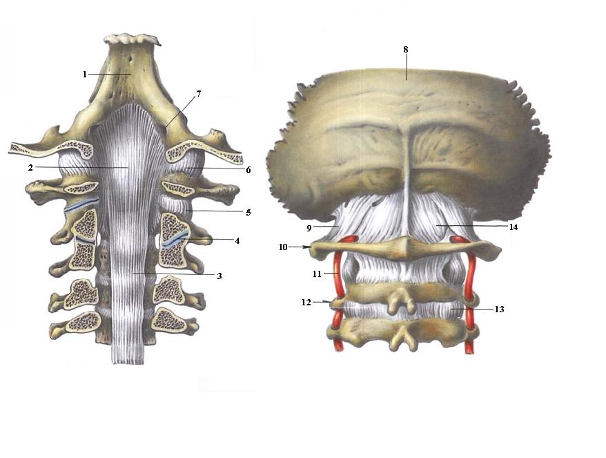 Соединения между затылочной костью. Атланто затылочный сустав. Атланто затылочный сустав анатомия. Атланто-аксиальное сочленение. Кости атланто затылочного сустава.