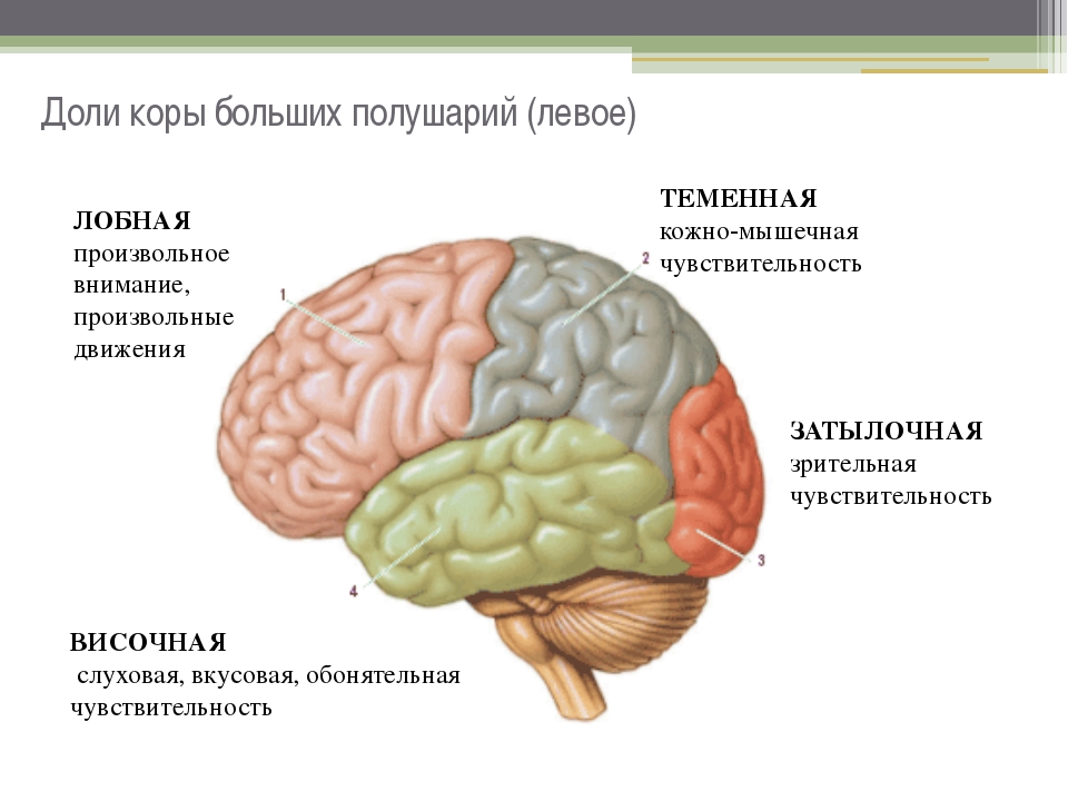 Основные зоны коры мозга. Жоли поры больших полушарий головного мозга. Доли больших полушарий головного мозга рисунок функции. Доли полушария большого мозга биология 8 класс.