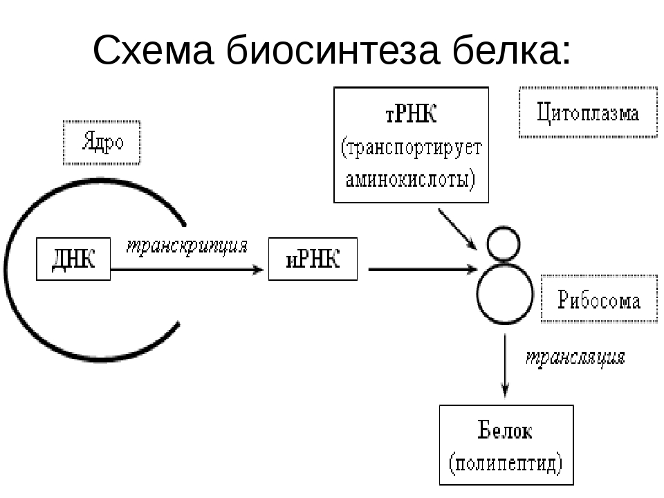 В них происходит процесс синтеза белков. Схема биосинтеза белка в живой клетке. Этапы синтеза белка схема. Процесс синтеза белка схема. Процесс биосинтеза белка схема.