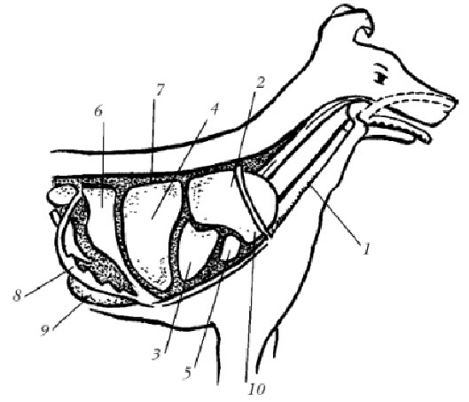 Пищевод собаки. Система органов дыхания собаки. Дыхательная система собаки анатомия. Топография органов дыхания собак. Органы дыхания собаки анатомия.