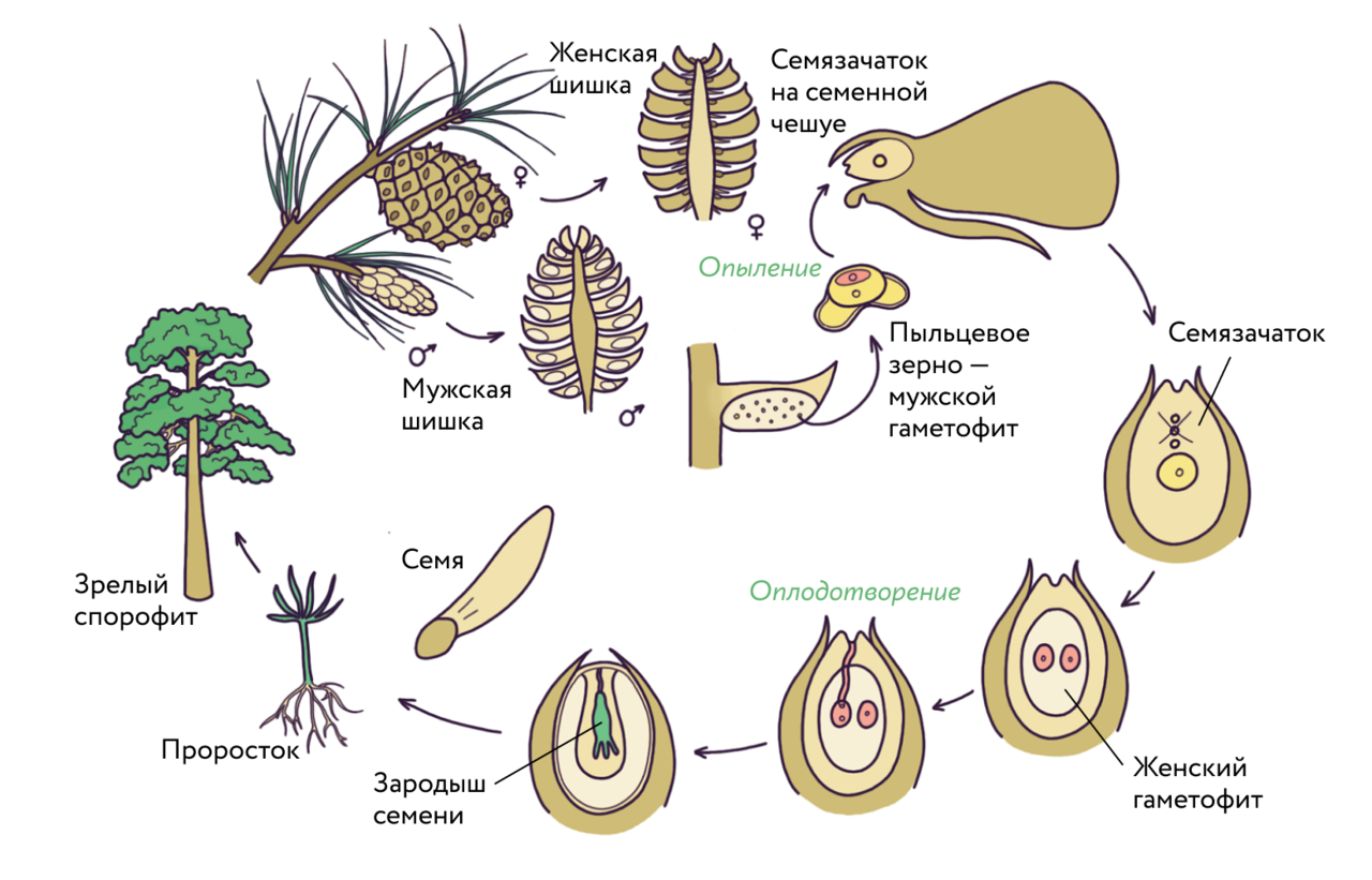 Размножение хвойных семенами. Жизненный цикл голосеменных ЕГЭ. Жизненный цикл голосеменных растений сосна схема. Цикл развития голосеменных схема. Размножение голосеменных хвойных.