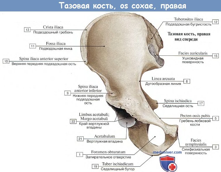 Подвздошная кость анатомия картинки