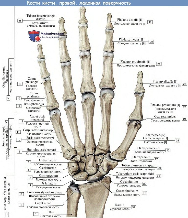 Строение руки человека схема с описанием