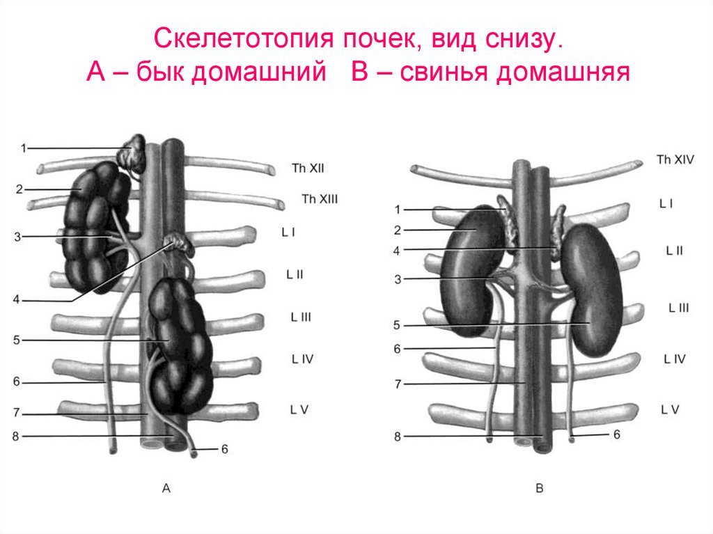 Схема строения почек разных видов животных