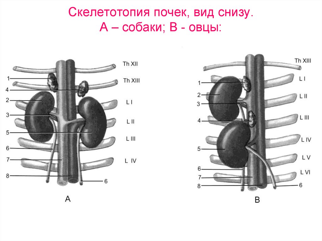 Схема строения почек разных видов животных