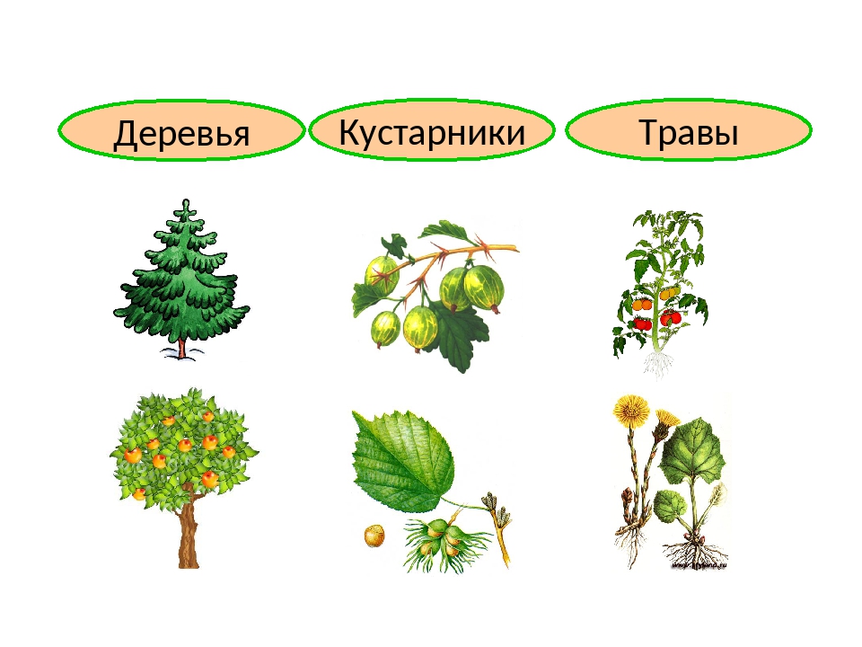 Деревья и кусты презентация для дошкольников