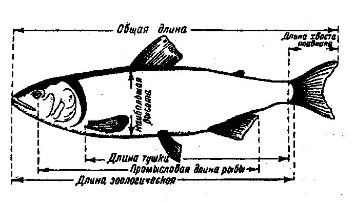 На рисунке изображена щука и окунь длина