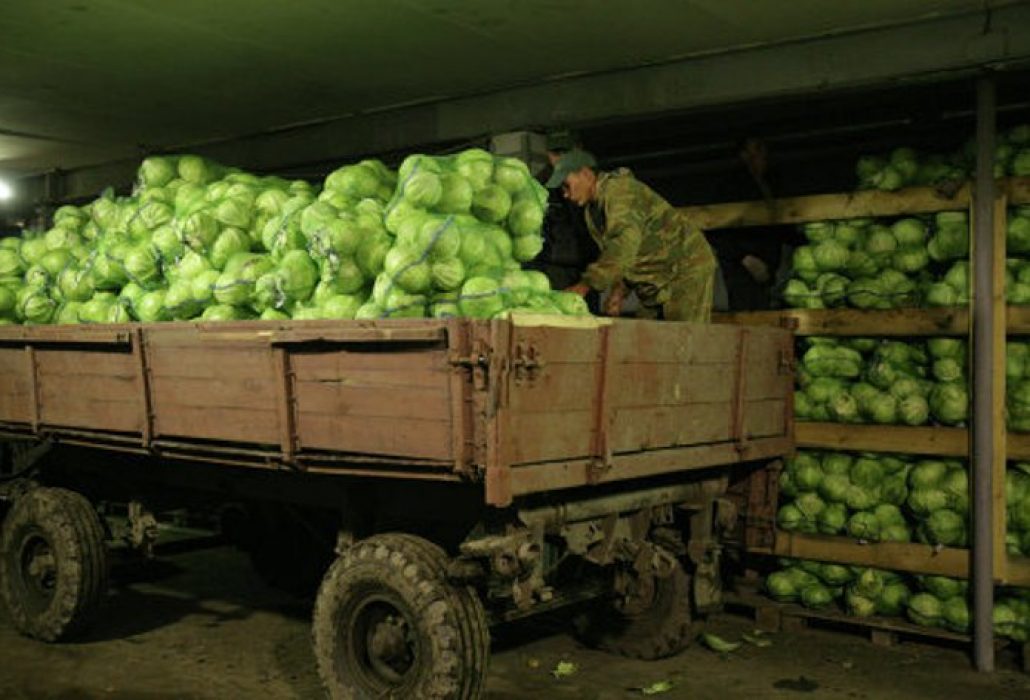 На овощной базе было 300 тонн капусты