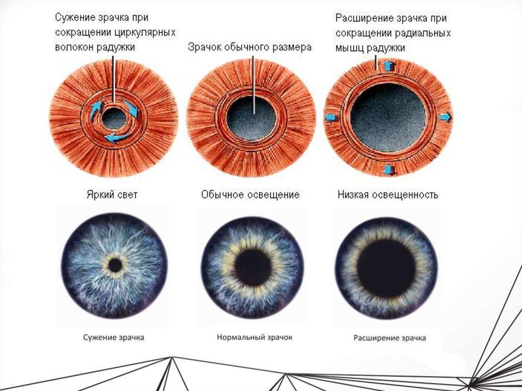 Человек выходит из темной комнаты в хорошо освещенное помещение при этом диаметр его зрачка