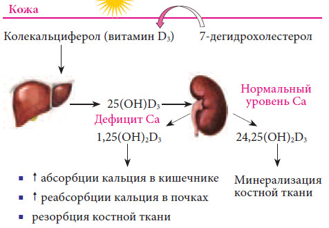 картинки по запросу роль витамина д3 в обмене кальция