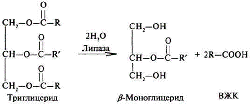 Синтез липазы. Липаза схема реакции. Липаза фермент реакция. Липаза реакция. Схема реакции распада триглицеридов.