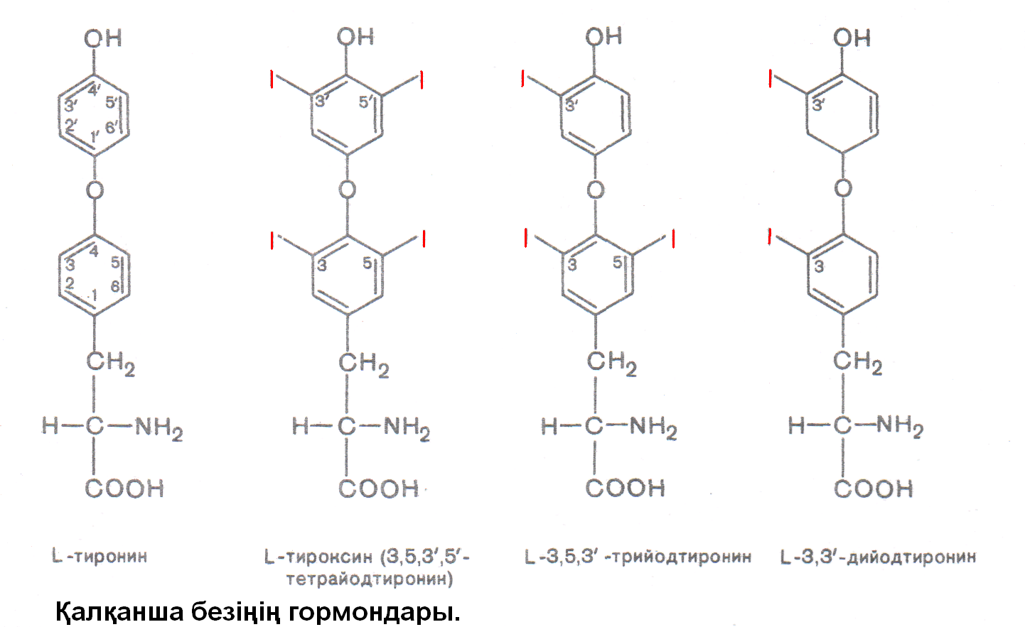 Т3 и т4. Гормоны щитовидной железы строение. Тироксин гормон химическая структура. Гормоны щитовидной железы формулы. Строение гормонов щитовидной железы биохимия.