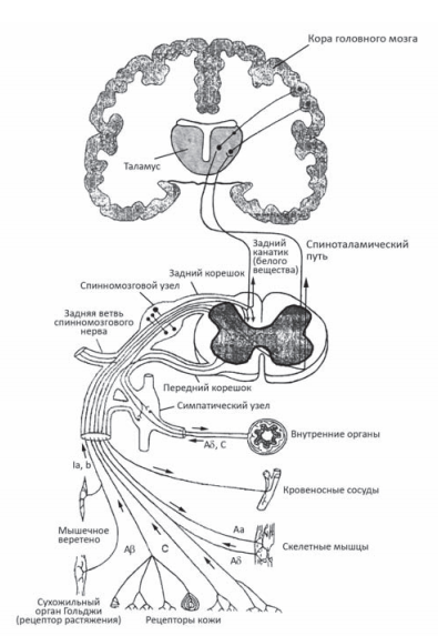 Передний спиноталамический путь схема