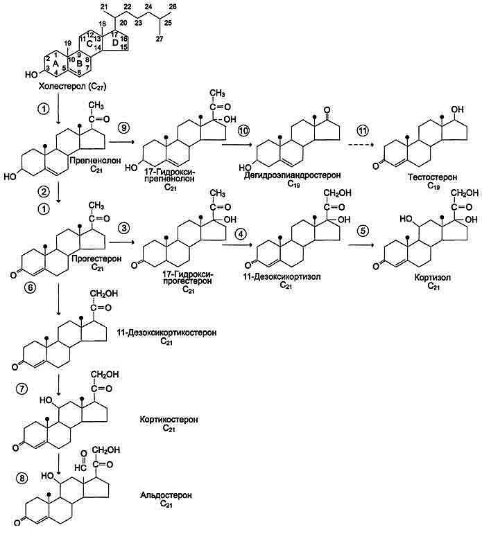 Образование кортизола. Строение и основные этапы синтеза кортикостероидов. Схема синтеза кортизола. Схема синтеза гормонов. Превращение холестерола в Прегненолон.
