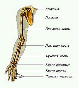 перелом руки