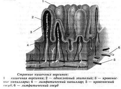 Какая структура ворсинки кишечника обозначена на рисунке цифрой 2