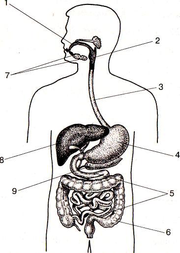 Строение пищеварительной системы рисунок с подписями