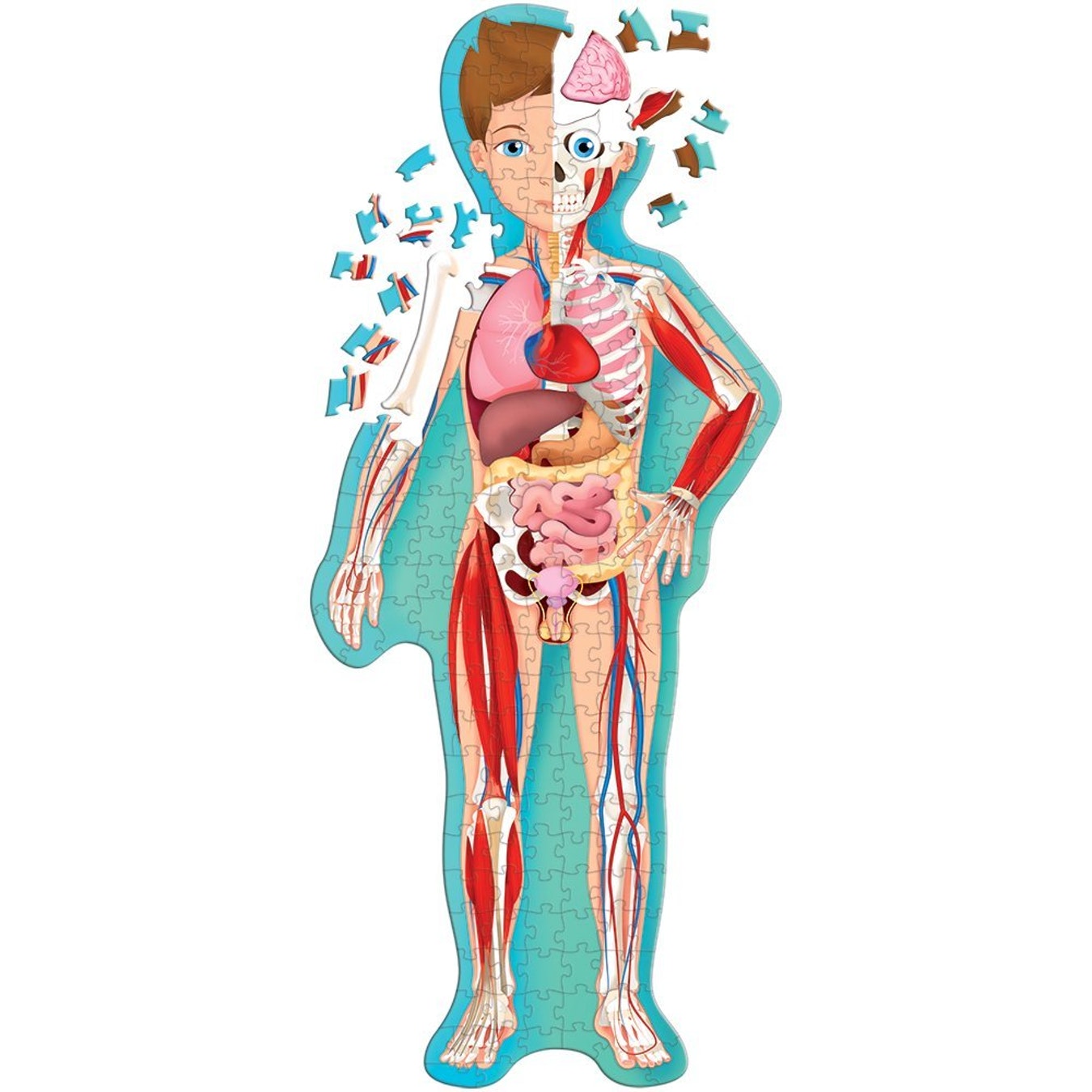 Скелет с внутренними органами. Анатомия человека. Внутренние органы для детей. Тело человека. Строение тела человека.