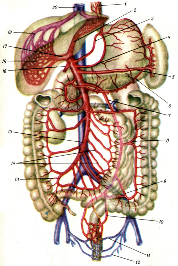 Правая желудочная вена. Воротная Вена и поджелудочная железа. Воротная Вена анатомия анатомия. Система воротной вены анатомия. Система воротной вены печени.