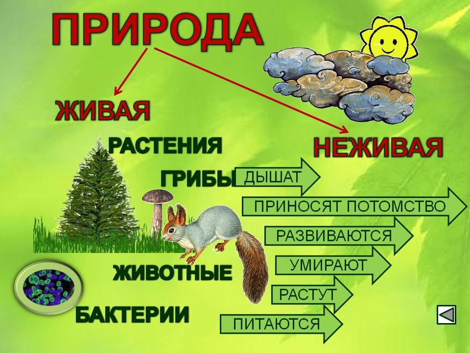 Взаимосвязи между человеком и природой окружающий мир 1 класс школа россии презентация