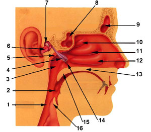 Носоглотка уши. Строение носоглотки евстахиева труба. Гайморовы пазухи и евстахиева труба.