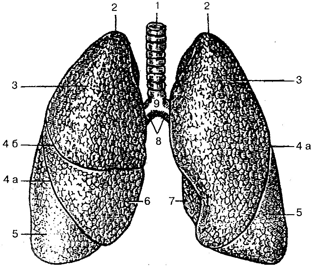 Строение легких картинка