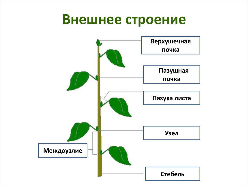 Топография побега сделайте рисунок однолетнего побега