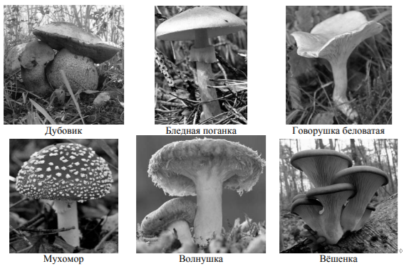 Какое название позволило разделить грибы. Группы грибов основание. Грибы ВПР. Грибы на две группы.