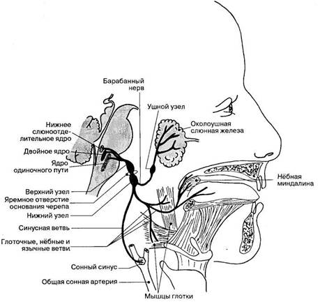 Языкоглоточный нерв картинка
