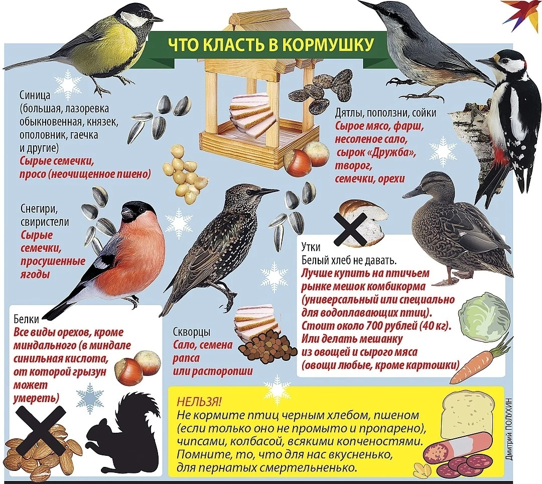 картинки корм для птиц