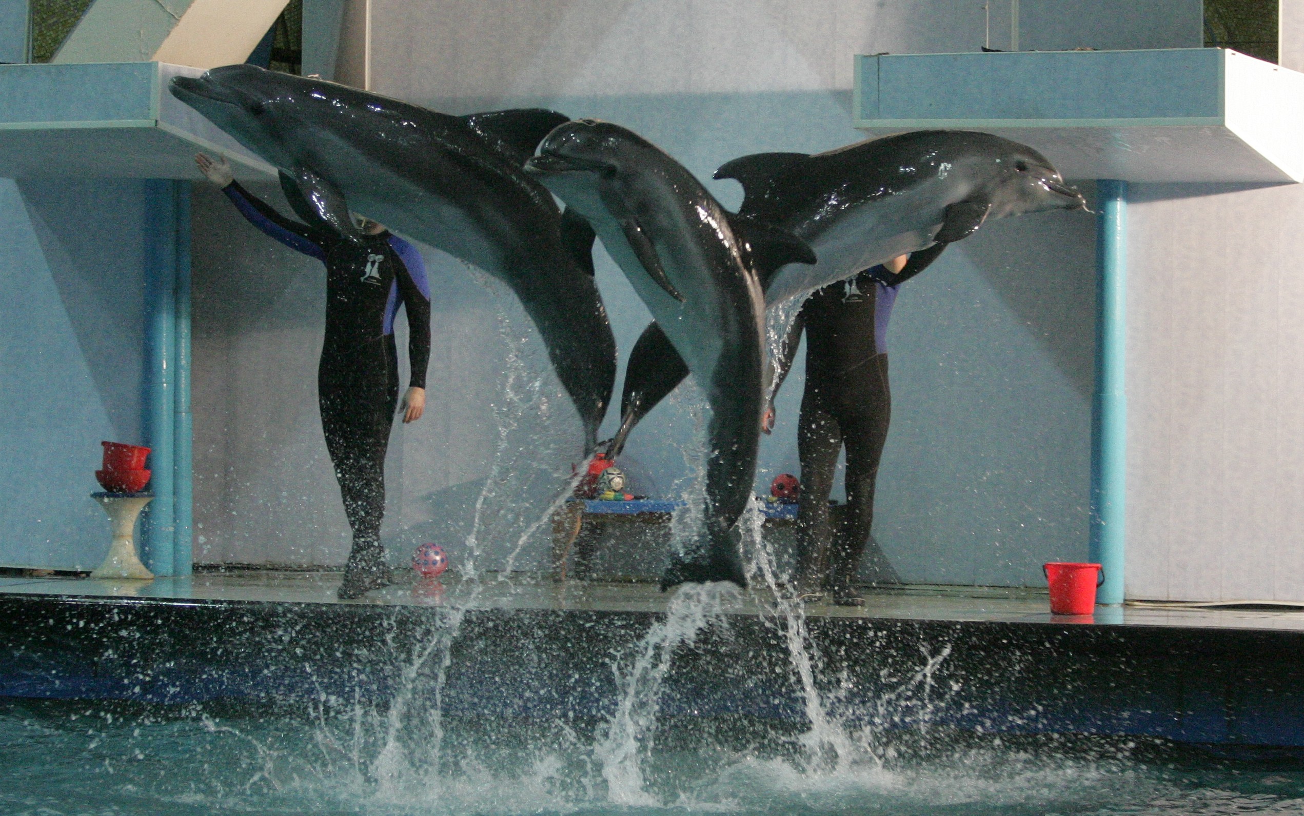 Сколько метров самый большой Дельфин на петь