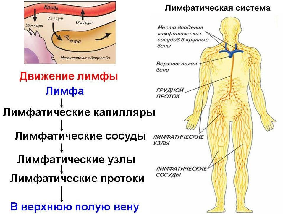 Лимфатическая система анатомия схема движения лимфы. Схема строения лимфоидной системы человека. Лимфатическая система человека анатомия движение лимфы фото. Схема направления движения лимфы лимфатической системы человека.
