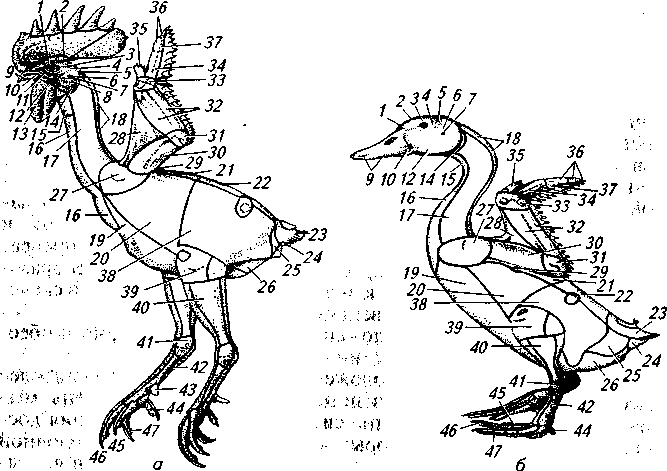 Анатомия гуся в картинках