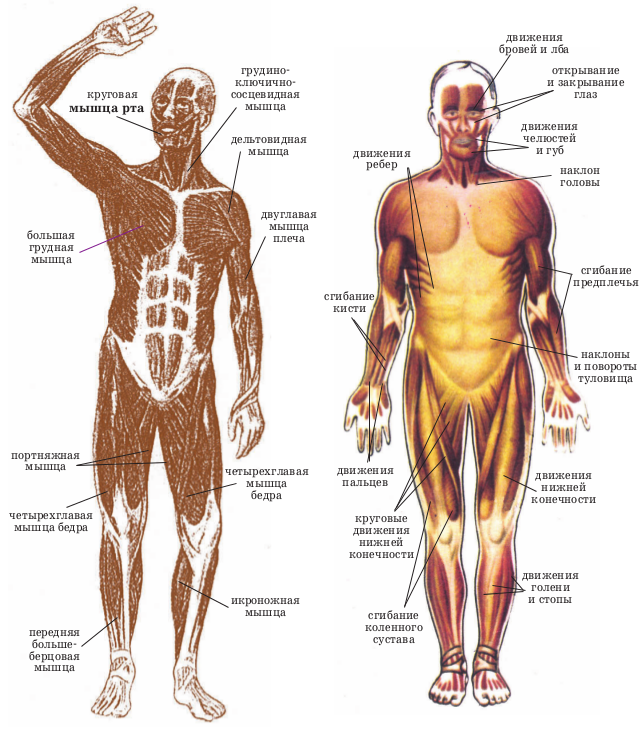 Строение скелета и мышц человека с названиями. Скелетные соматические мышцы. Мышцы человека и их функции анатомия. Скелетные мышцы человека. Главная мышца тела